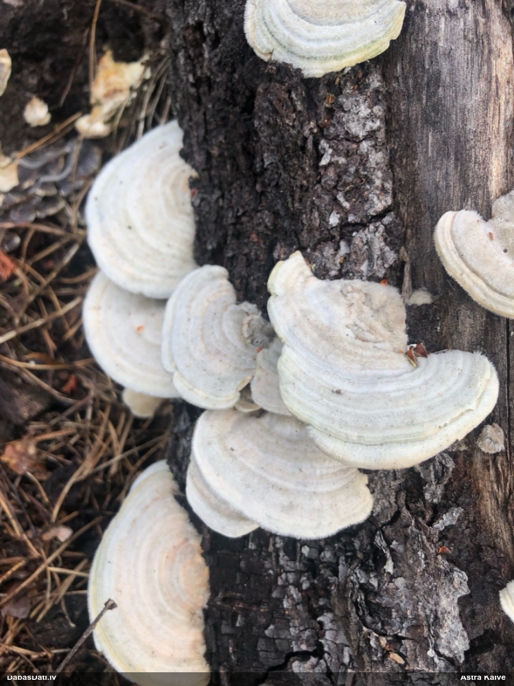 Sarainā tauriņpiepe