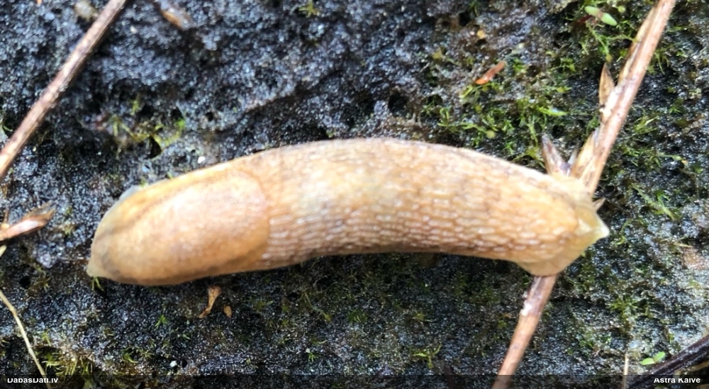 Kailgliemezis Arion sp.