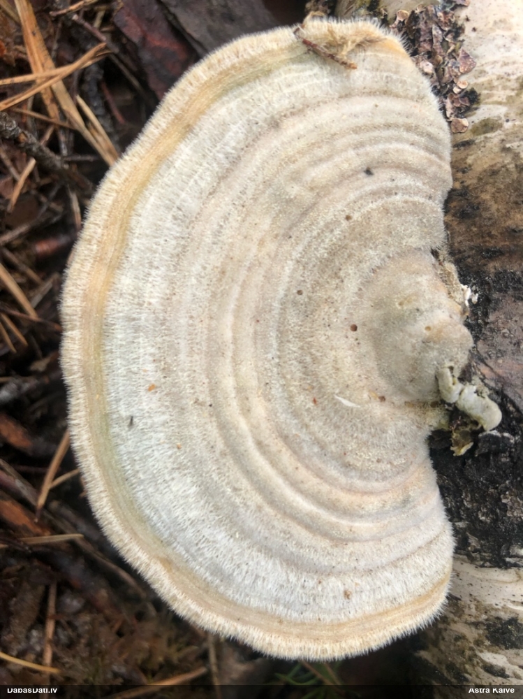 Sarainā tauriņpiepe