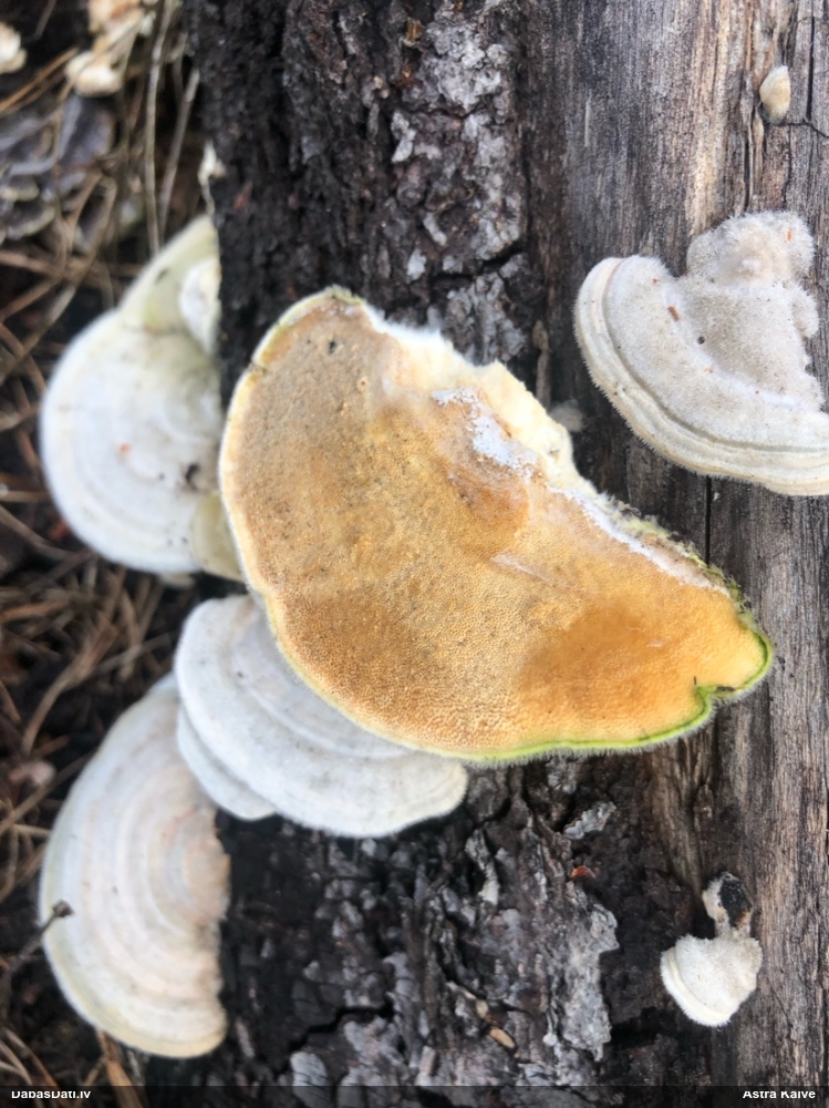 Sarainā tauriņpiepe