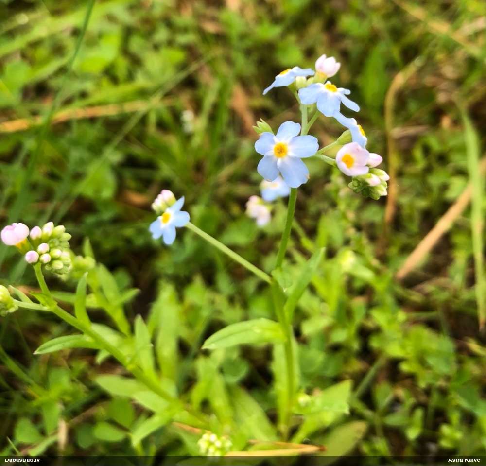 незабудка болотная