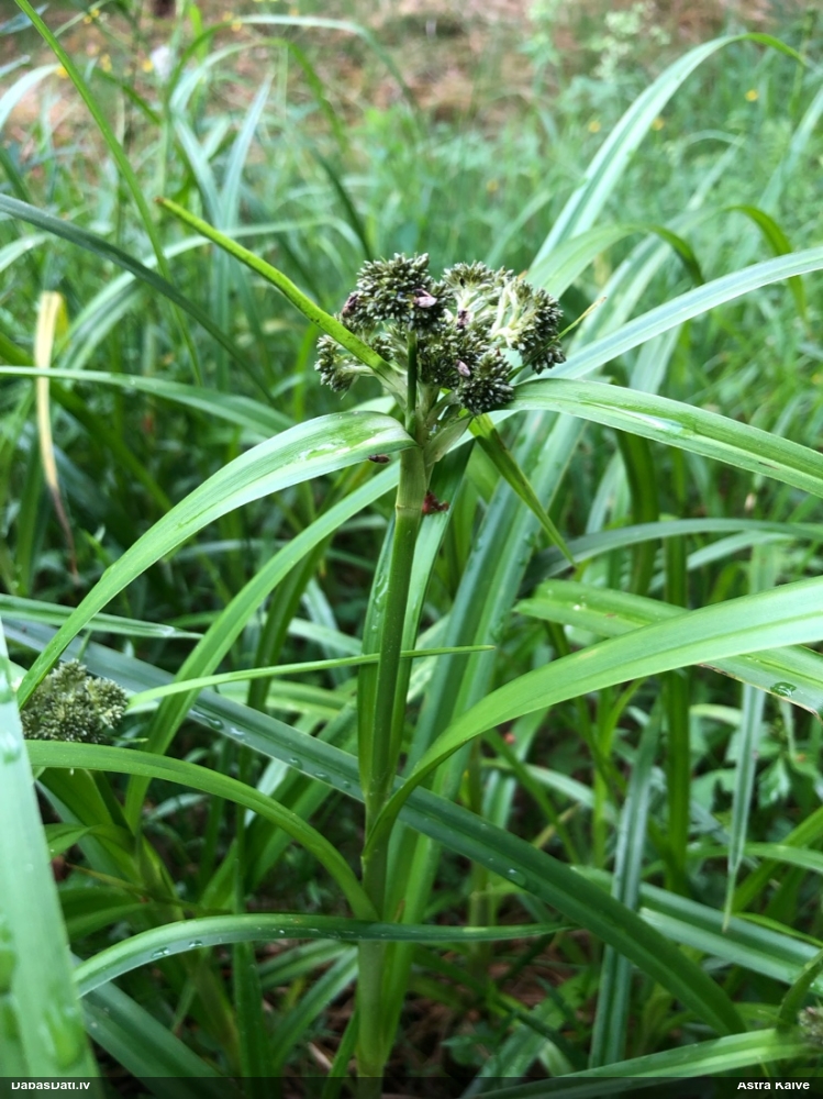 камыш лесной