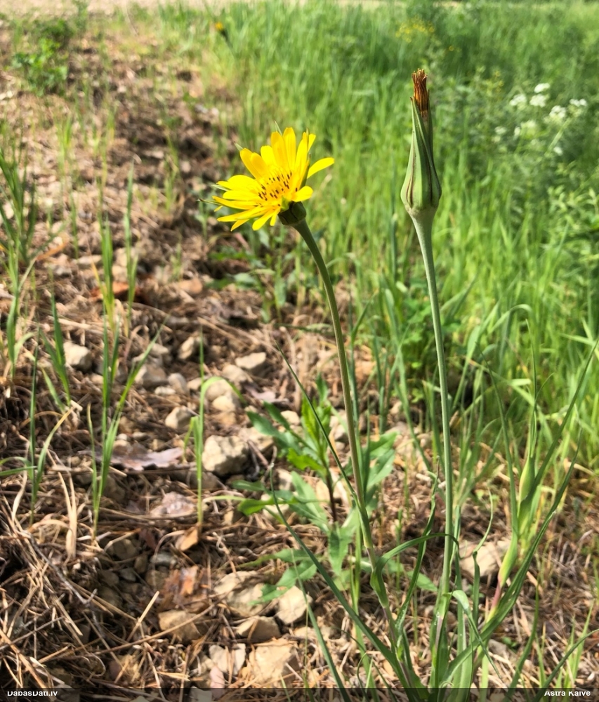 козлобородник луговой