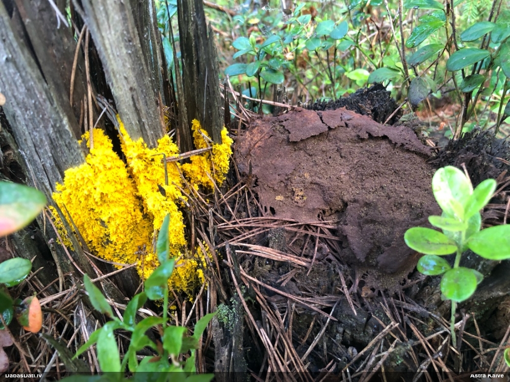 Rūsganais ragansviests