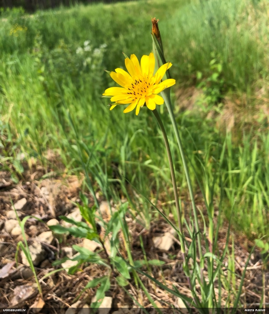 козлобородник луговой