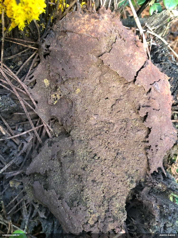 Rūsganais ragansviests