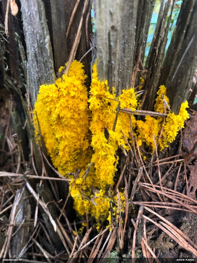 Rūsganais ragansviests