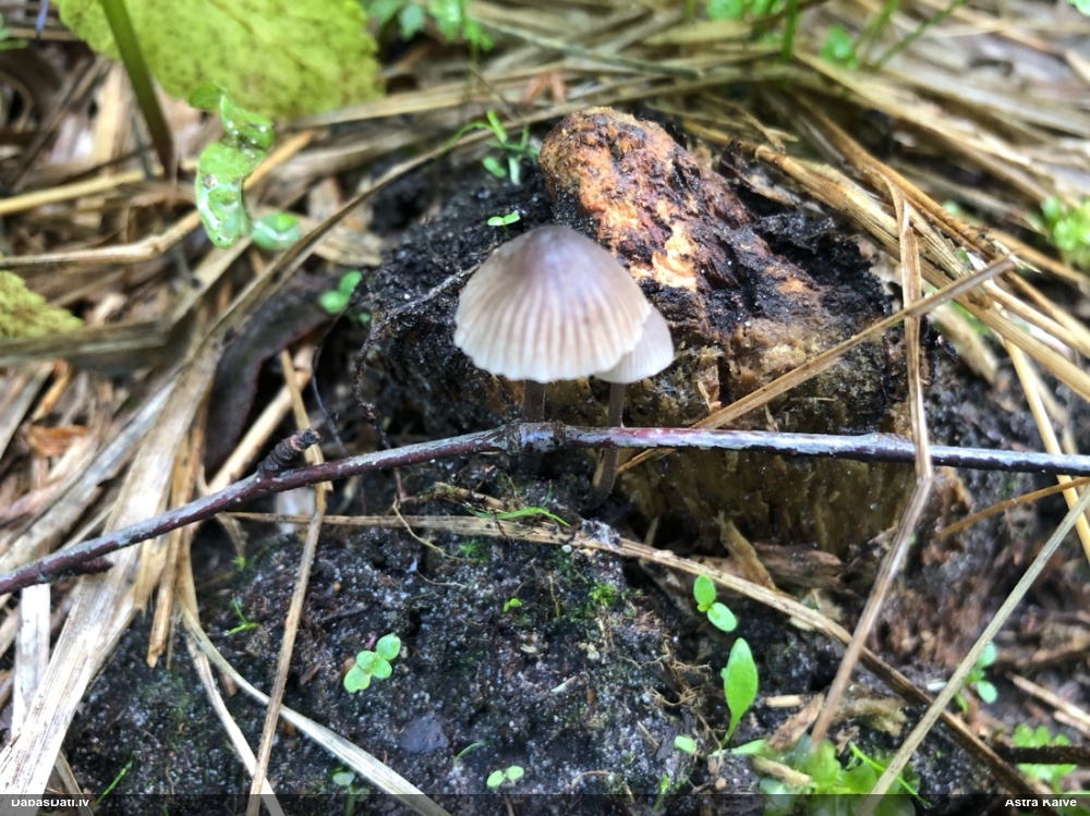 Sēntiņa (nenoteikta)