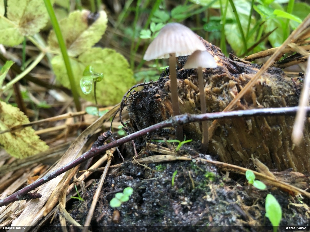 Sēntiņa (nenoteikta)