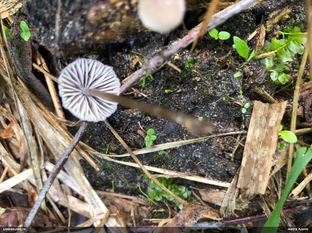 Sēntiņa (nenoteikta)