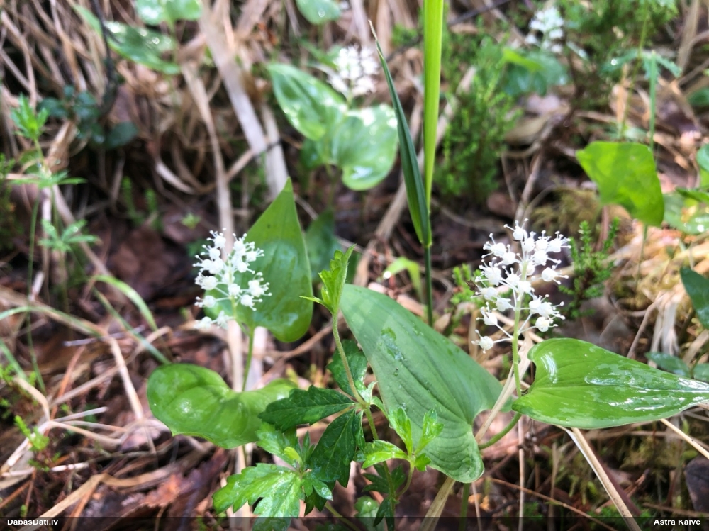 майник двулистный