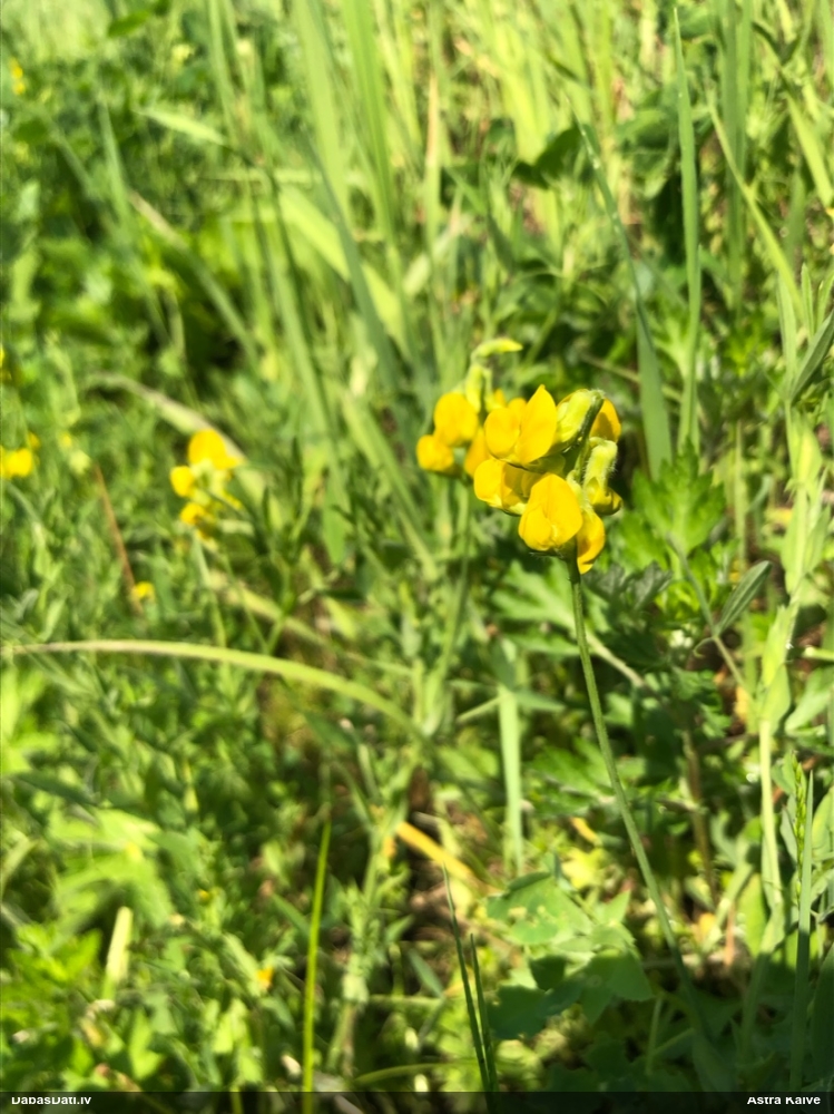 чина луговая