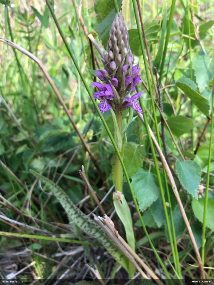 пальчатокоренник балтийский