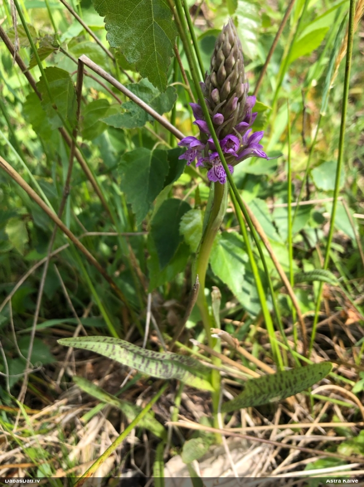 пальчатокоренник балтийский