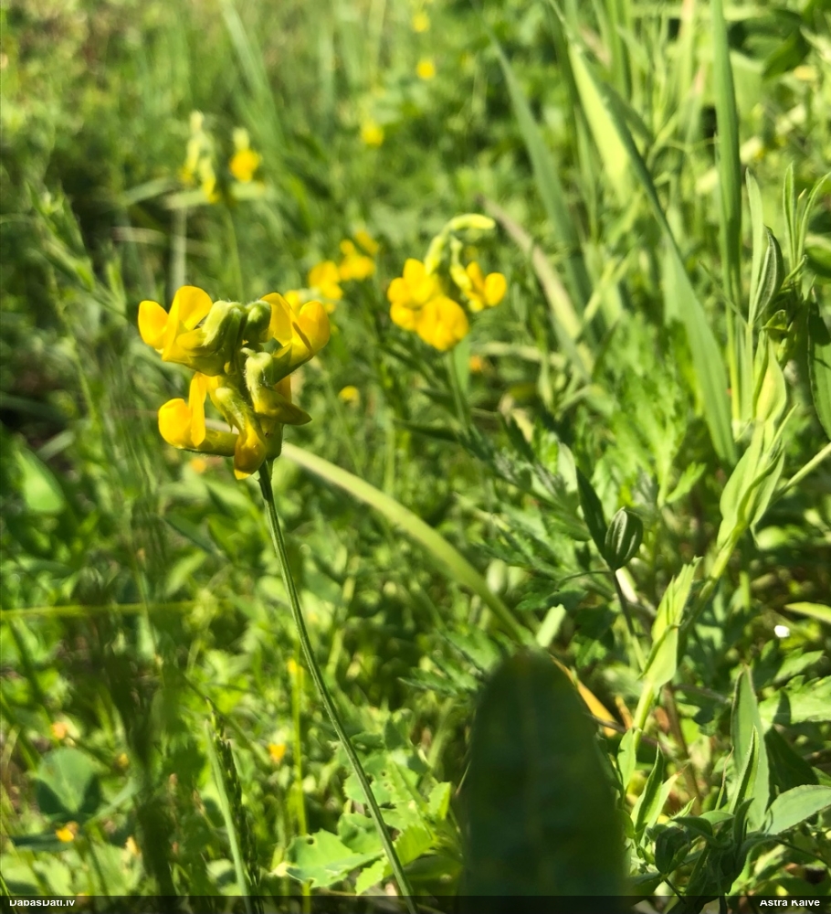 чина луговая