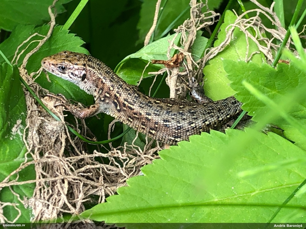 живородящая ящерица