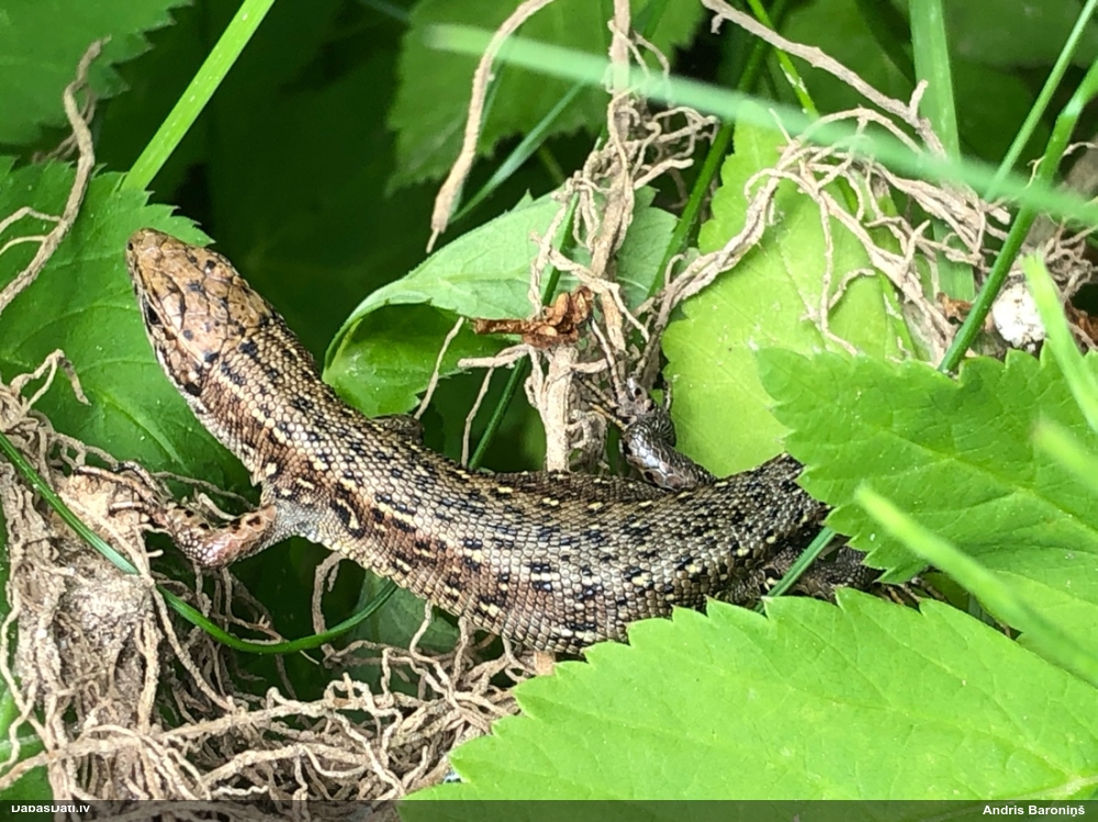 живородящая ящерица