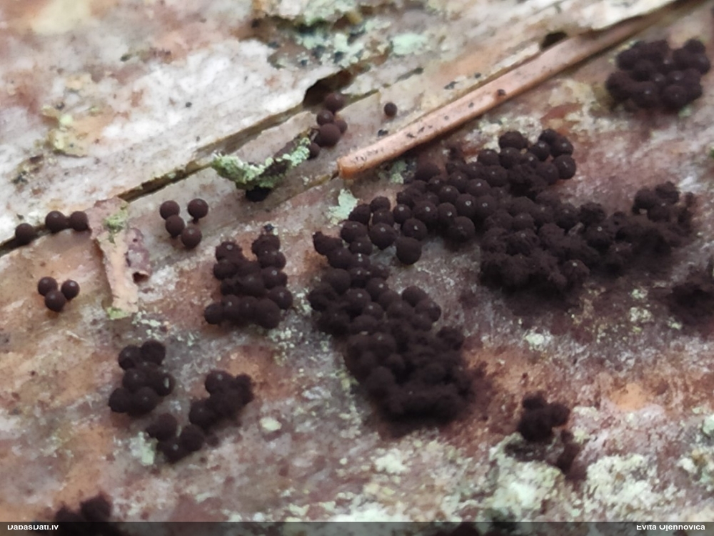 Jāņogu enertenēma