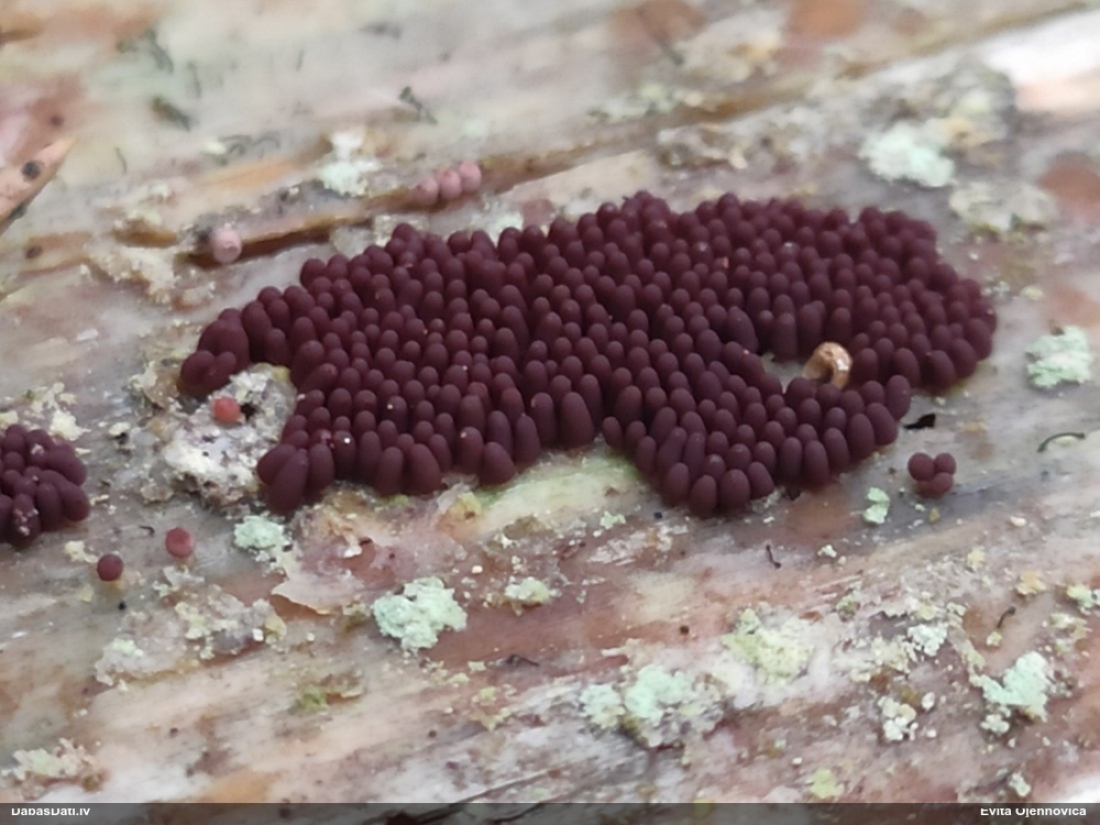 Sprogainā sprodzīte