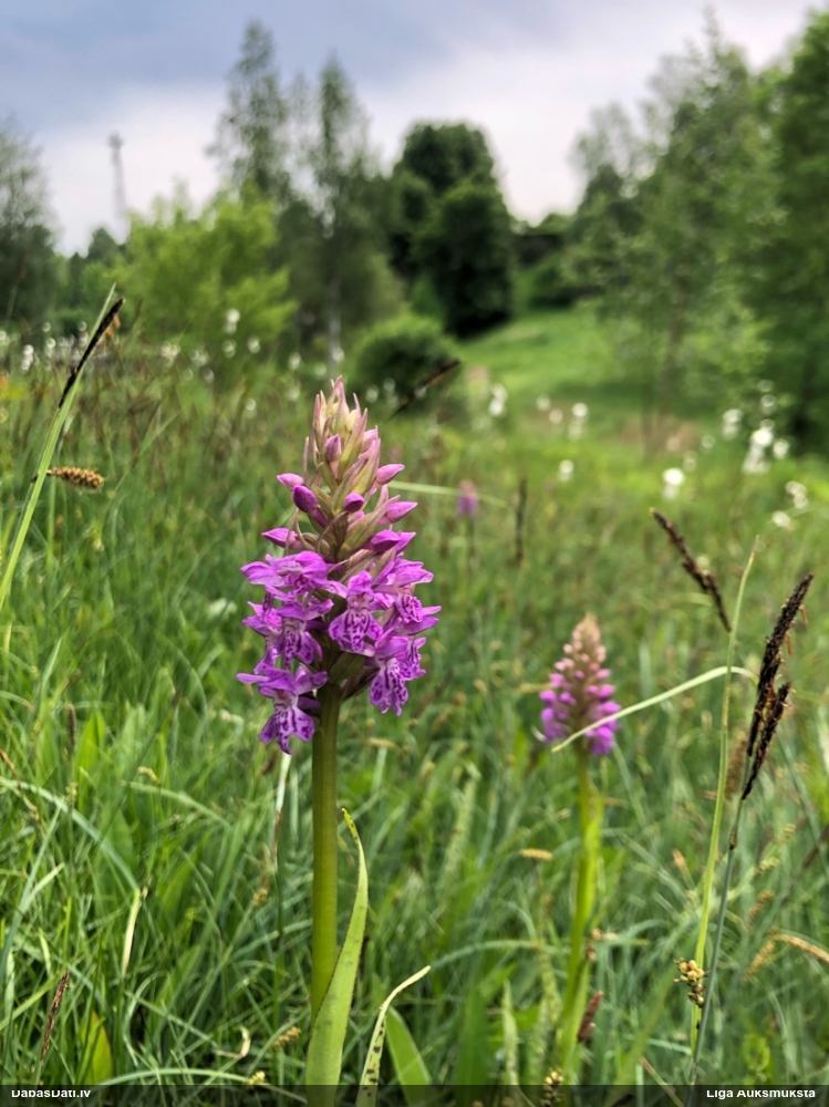 пальчатокоренник балтийский