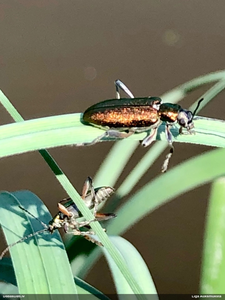 Lapgrauzis Donacia clavipes