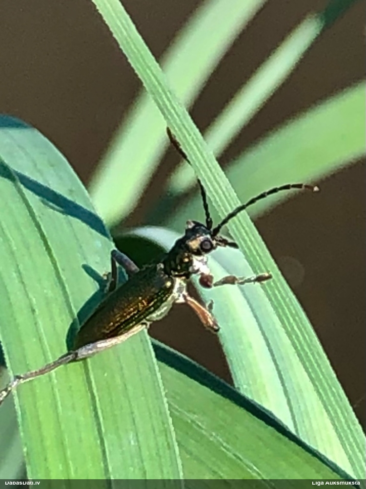 Lapgrauzis Donacia clavipes