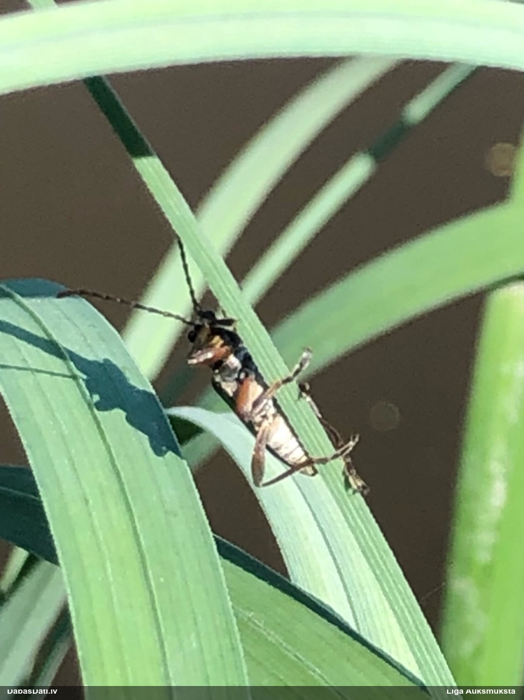 Lapgrauzis Donacia clavipes