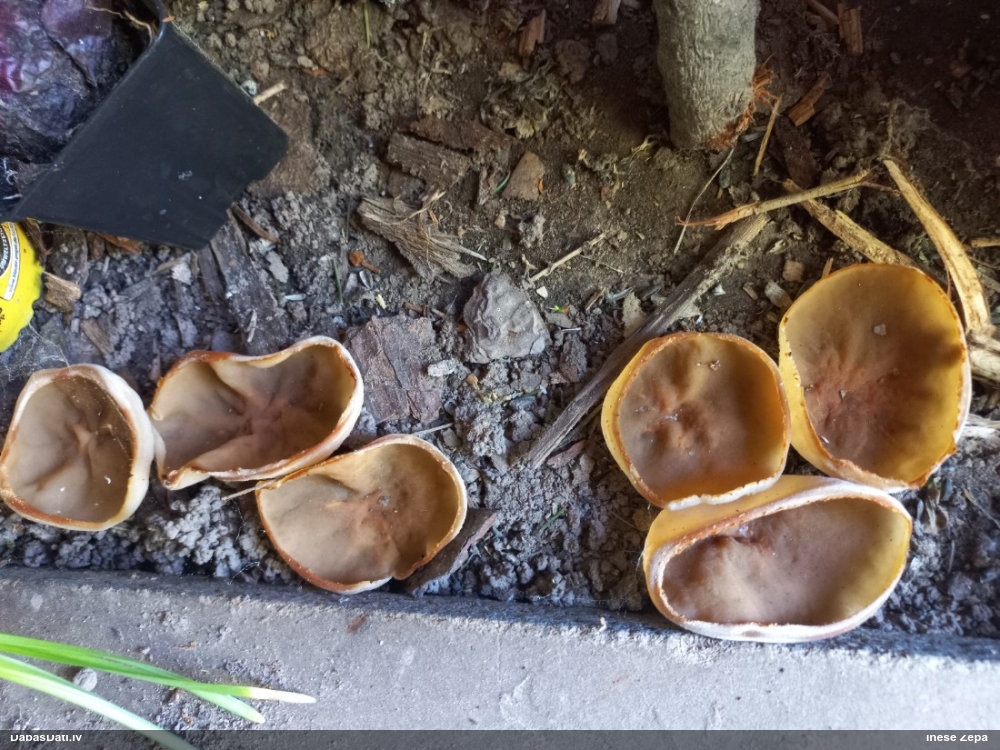 Kaussēne Peziza sp.