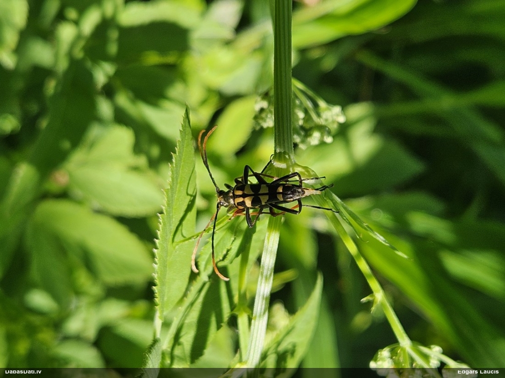 Koksngrauzis Leptura annularis