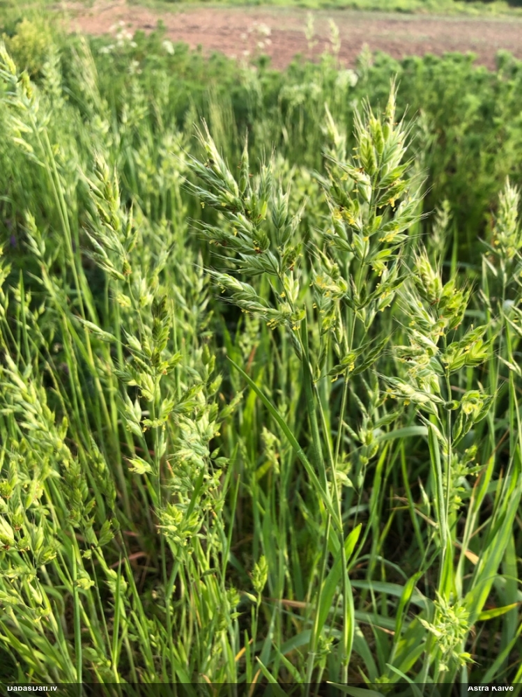 мятлик луговой