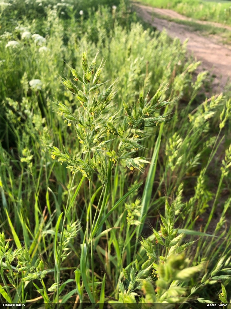 мятлик луговой