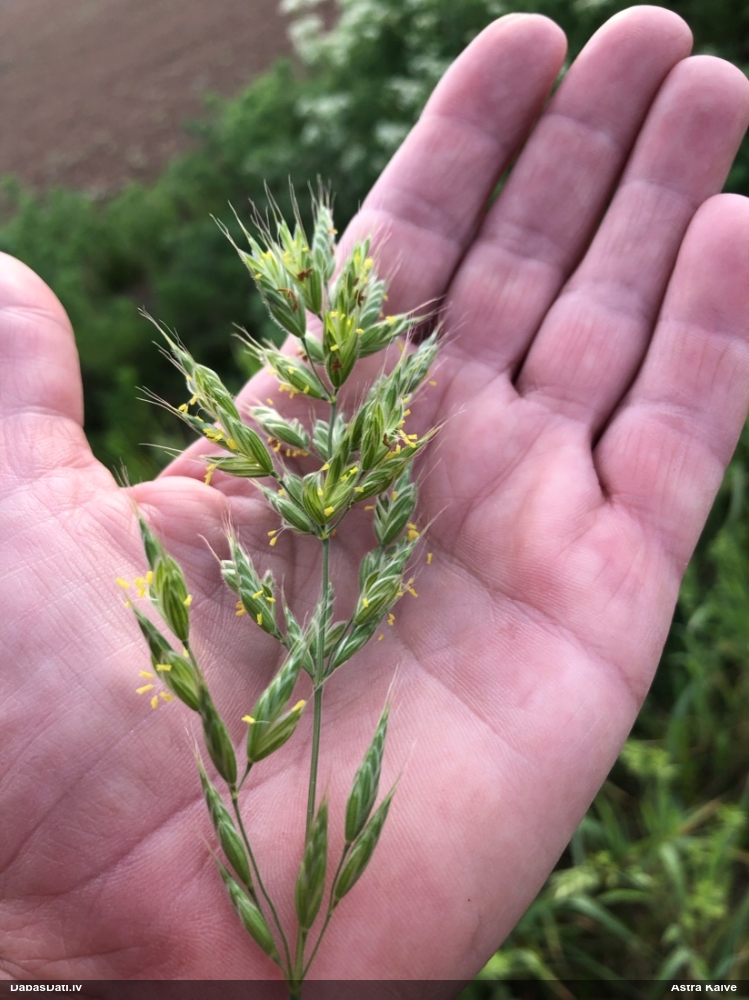 мятлик луговой