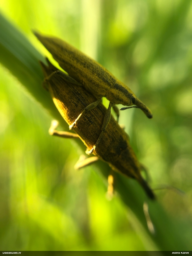 Smecernieks Lixus iridis