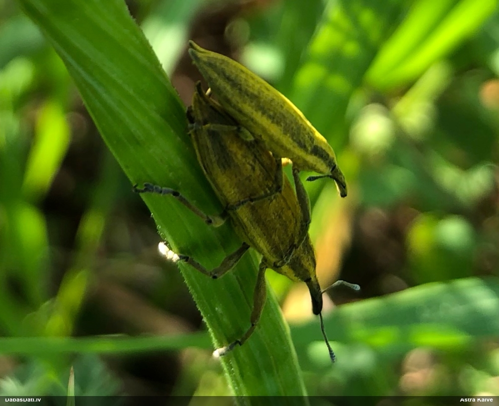Smecernieks Lixus iridis