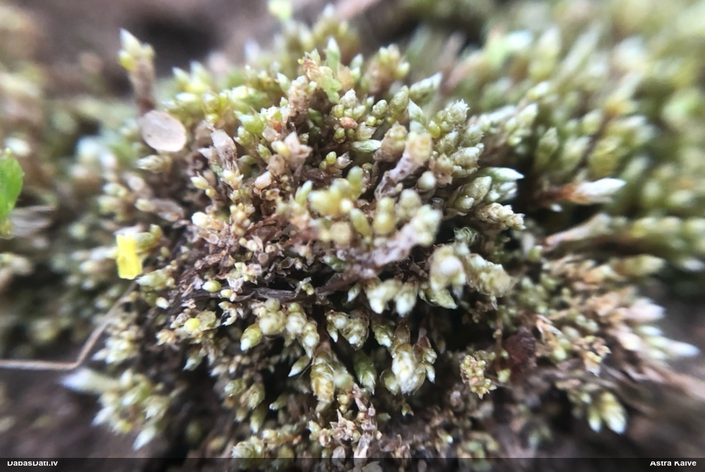 Sudrabainā samtīte