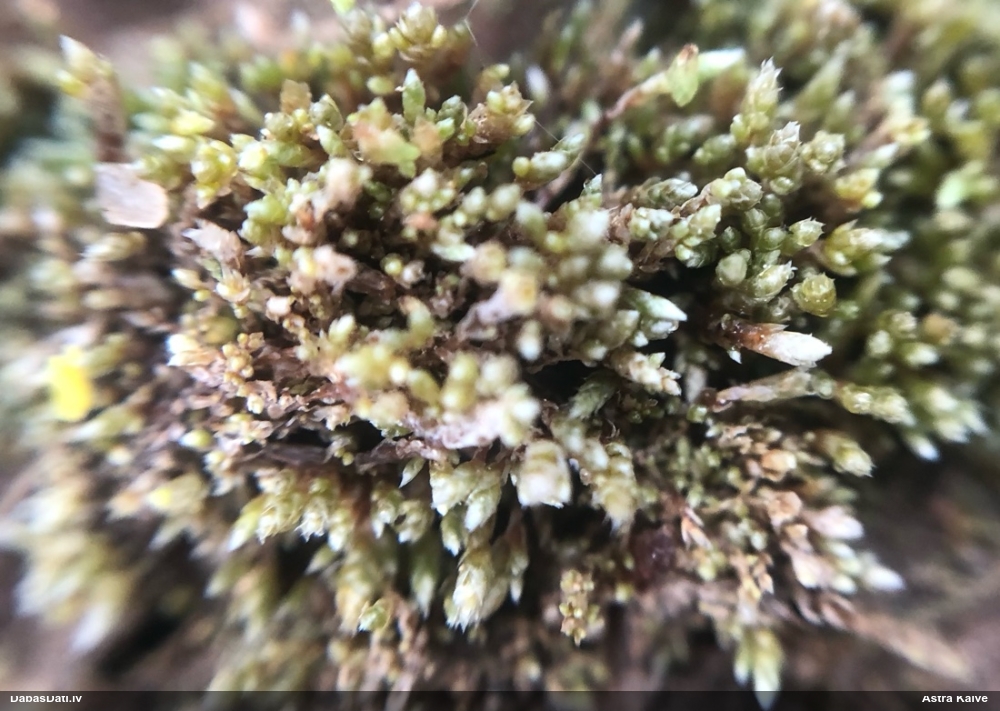 Sudrabainā samtīte