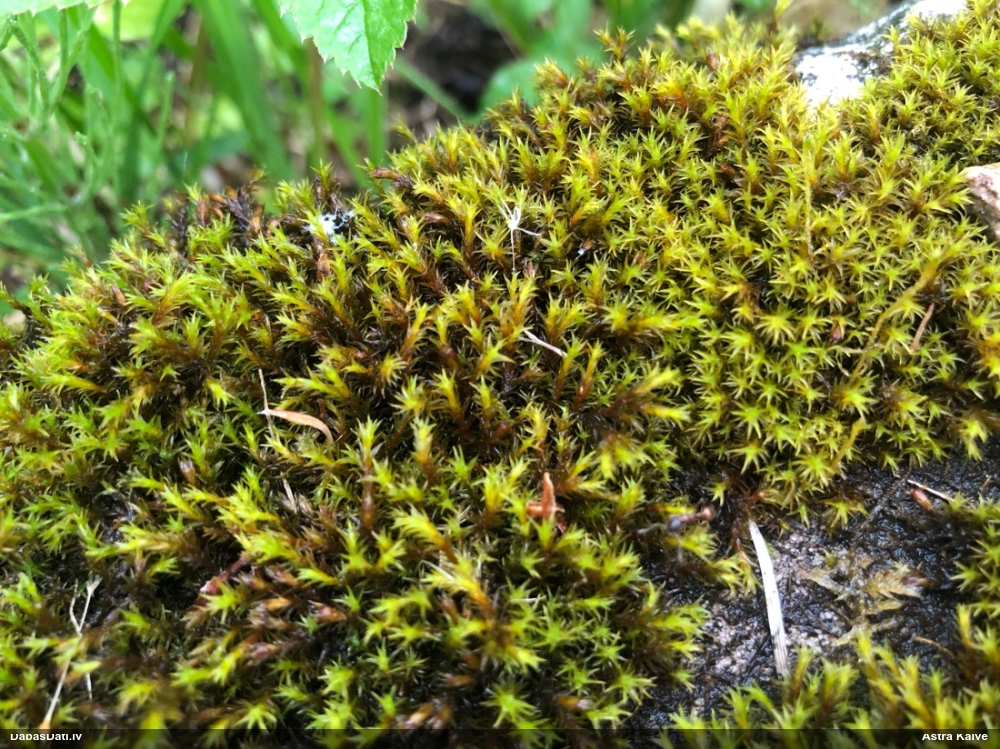 Parastā šķeltcepurene