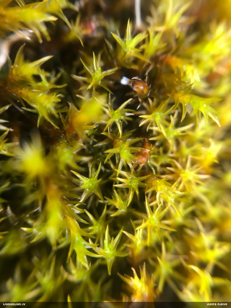 Parastā šķeltcepurene