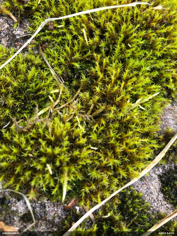 Parastā šķeltcepurene