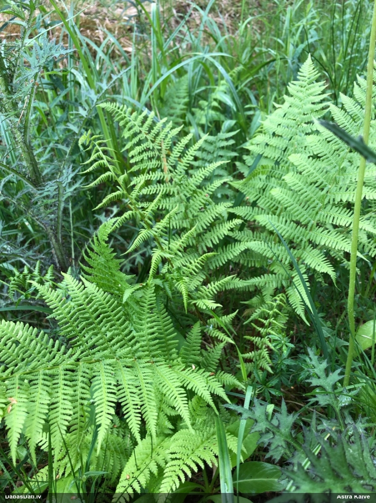 кочедыжник женский