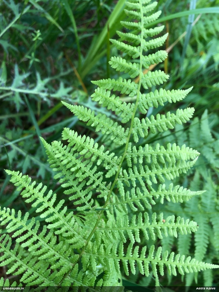 кочедыжник женский