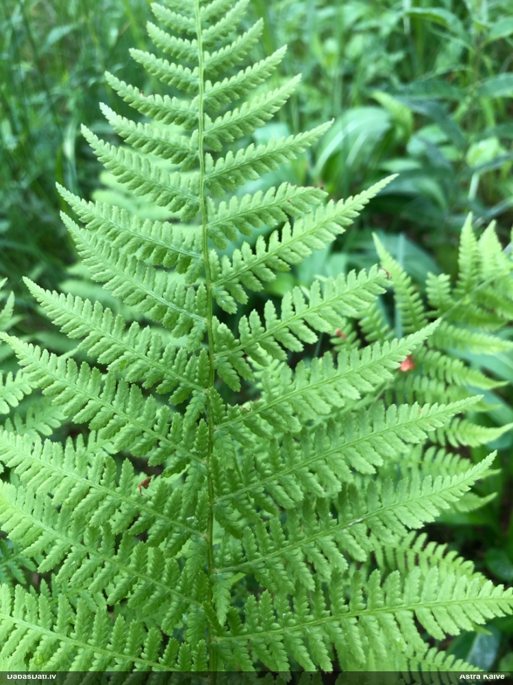 кочедыжник женский