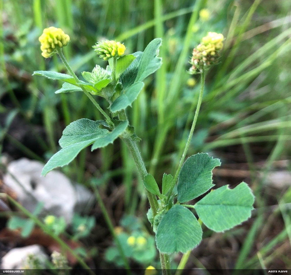 люцерна хмелевидная