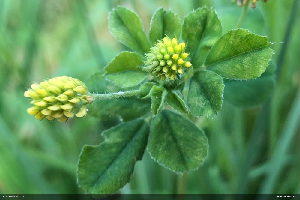 люцерна хмелевидная