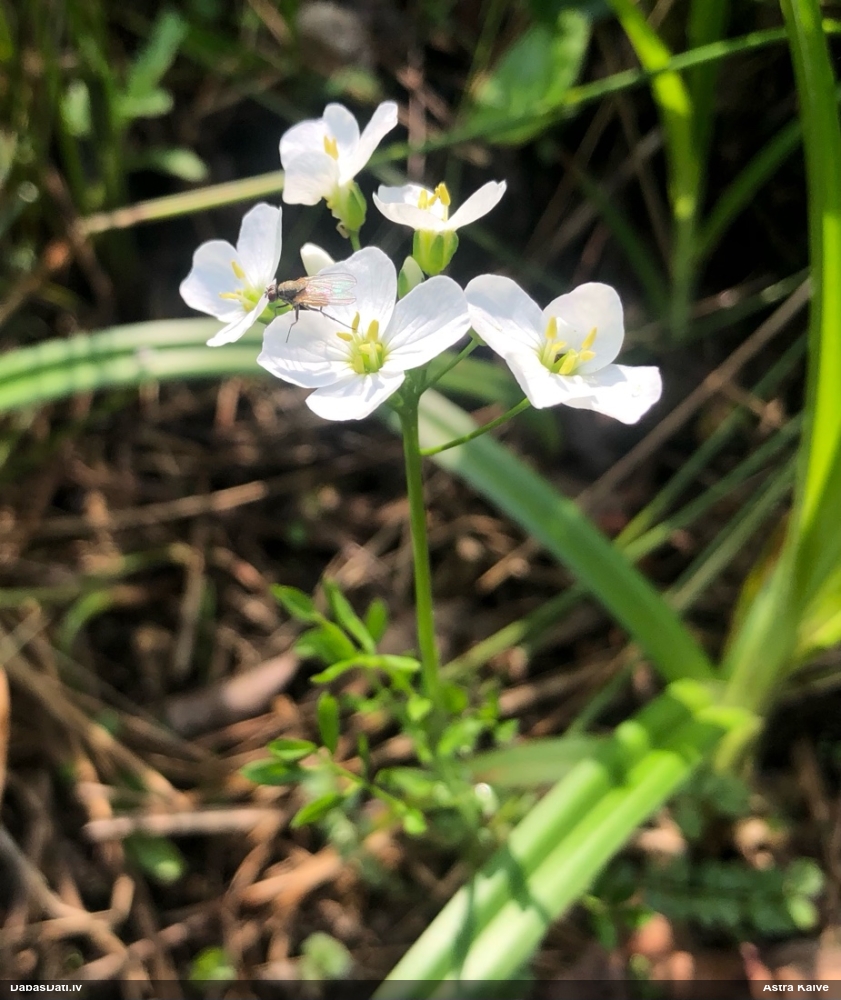 сердечник луговой