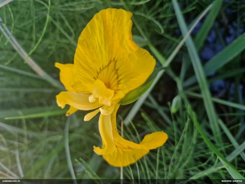 ирис желтый