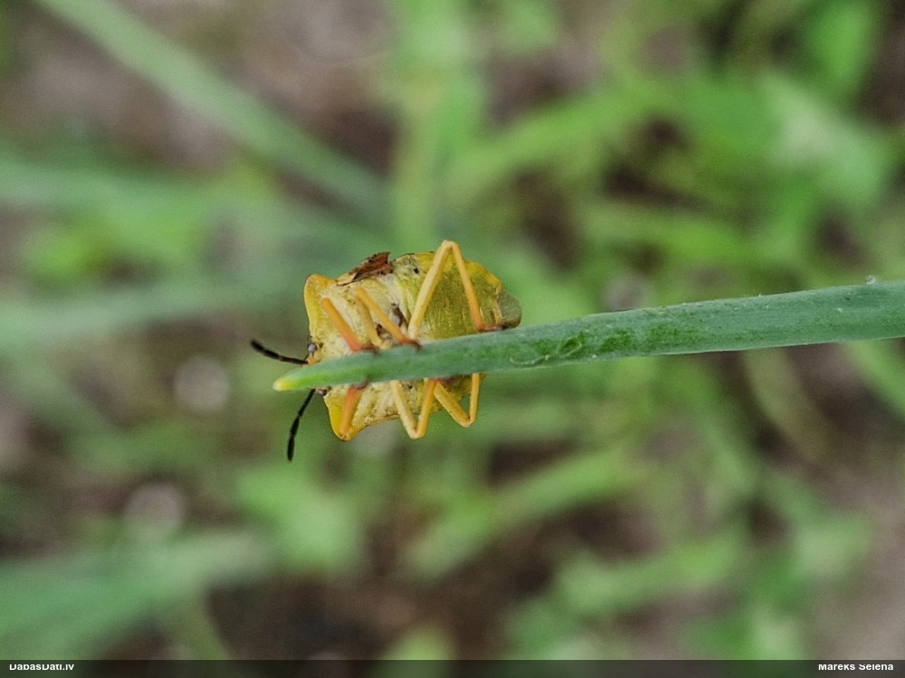 Vairogblakts Carpocoris fuscispinus