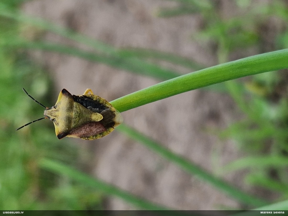 Vairogblakts Carpocoris fuscispinus