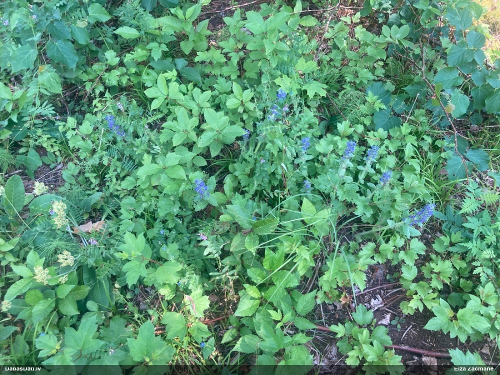 живучка женевская