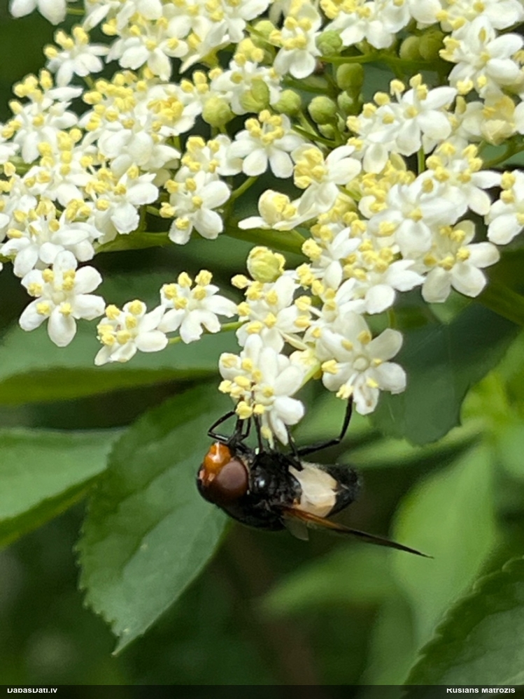 Ziedmuša Volucella pellucens
